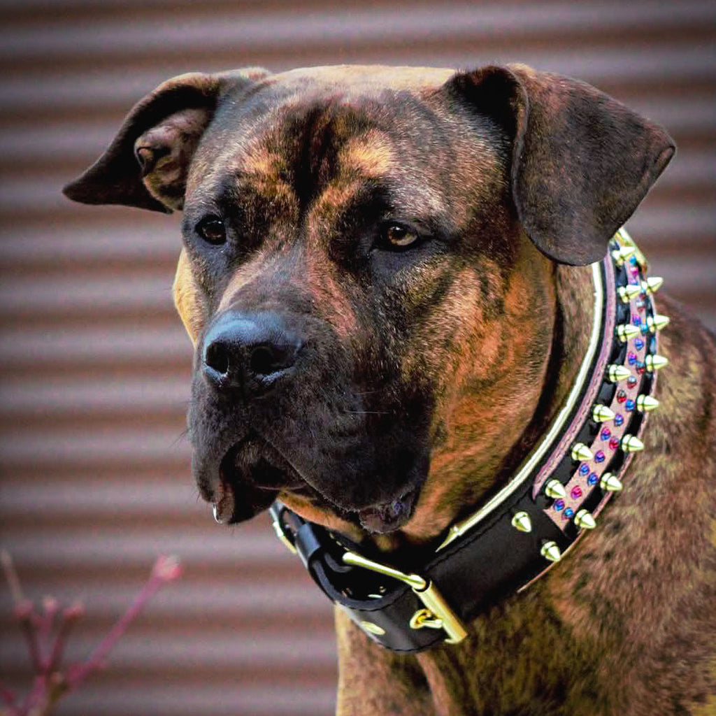The Candy Dog Collar Black-4