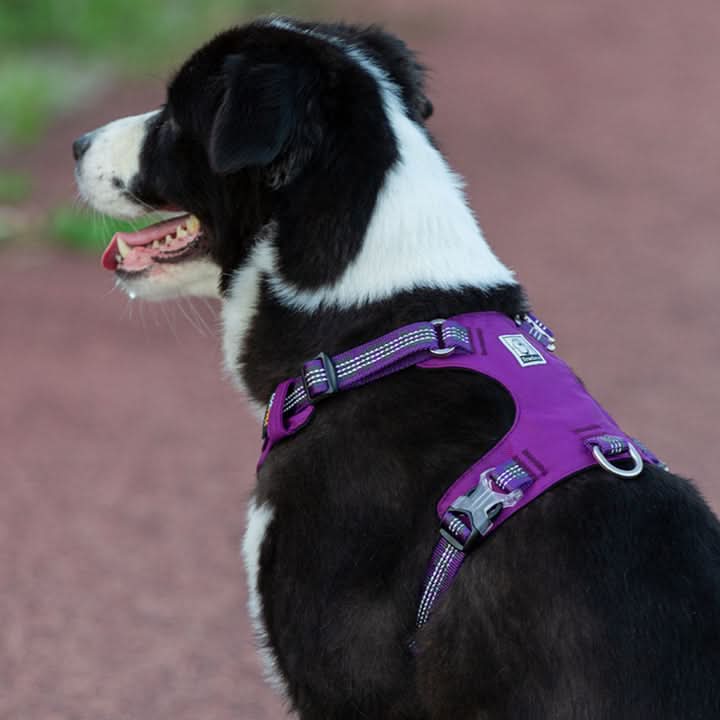 True Love Lightweight Reflective Harness - Purple, XS-4