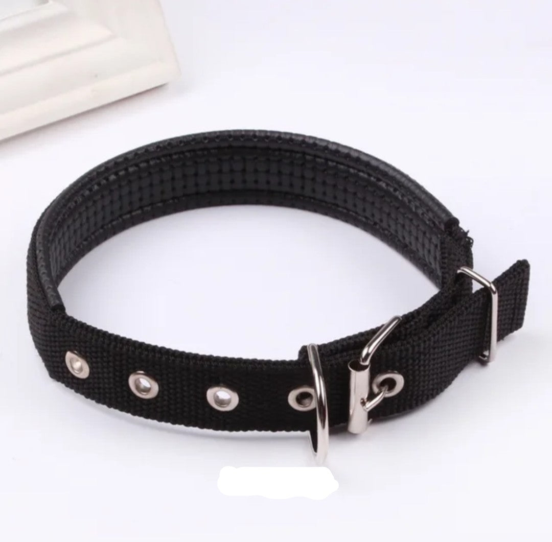Padded Nylon Dog Collar